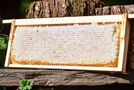 Frame of Capped Honey