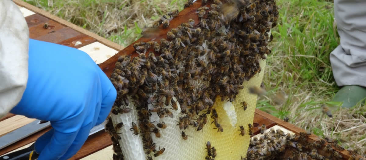 Bees on the honeycomb